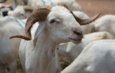 Tabaski : plus 390 000 moutons déjà disponibles sur les marchés et foirails (officiel)