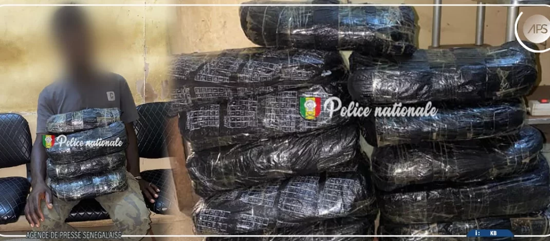 Kaolack : arrestation d’un individu en possession de onze kilogrammes de chanvre indien