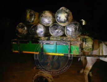 Lutte contre le trafic de drogue : 600 kg de chanvre indien saisis à Warang, un suspect arrêté