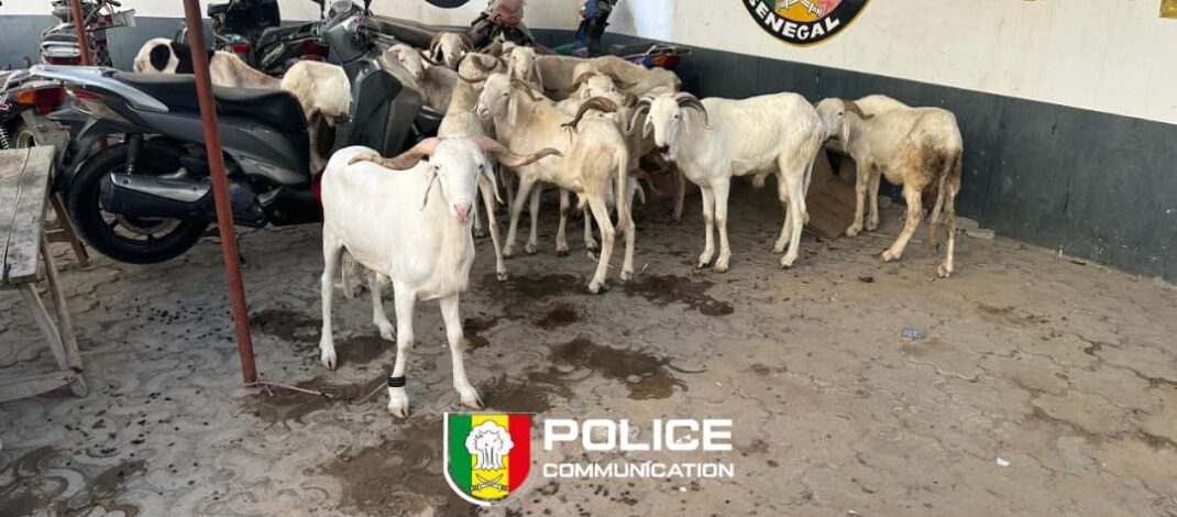 Vol de bétail à Cambérène 2 : un suspect arrêté avec treize moutons retrouvés
