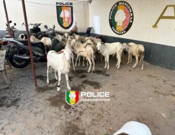Vol de bétail à Cambérène 2 : un suspect arrêté avec treize moutons retrouvés
