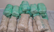 Saisie de 23 kg de chanvre indien : la BRS de Kaolack frappe un nouveau coup contre le trafic