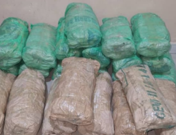 Saisie de 23 kg de chanvre indien : la BRS de Kaolack frappe un nouveau coup contre le trafic