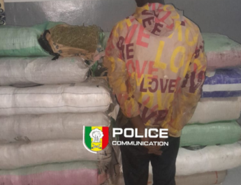 Sédhiou : 179 kg de chanvre indien saisis, un suspect arrêté dans un réseau transfrontalier