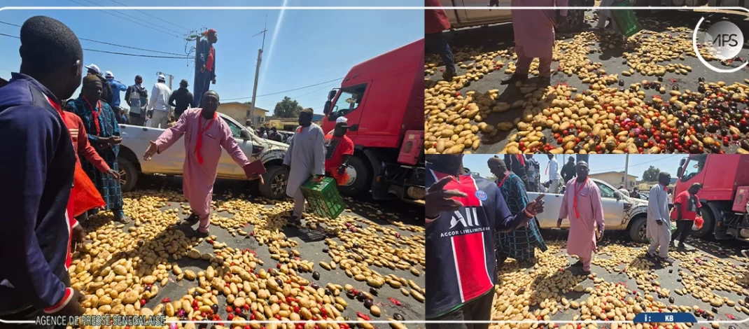 Keur Moussa : des maraîchers déversent de la pomme de terre sur la chaussée pour protester contre les difficultés de commercialisation