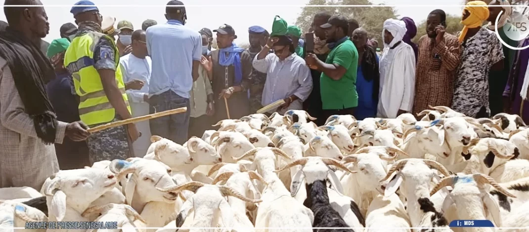 Podor : près de 250 000 moutons ont déjà transité par Madina Ndiathbé en provenance de la Mauritanie (ministre)