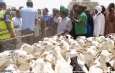 Podor : près de 250 000 moutons ont déjà transité par Madina Ndiathbé en provenance de la Mauritanie (ministre)