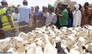 Podor : près de 250 000 moutons ont déjà transité par Madina Ndiathbé en provenance de la Mauritanie (ministre)