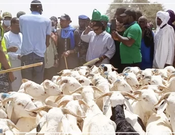 Podor : près de 250 000 moutons ont déjà transité par Madina Ndiathbé en provenance de la Mauritanie (ministre)