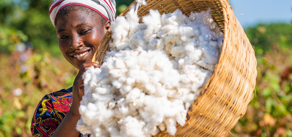 CAMPAGNE COTON 2026 : LA SODEFITEX ATTEINT 100 % DE DISTRIBUTION DES SEMENCES À KÉDOUGOU