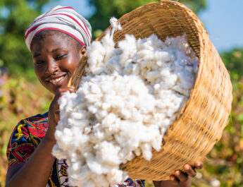 CAMPAGNE COTON 2026 : LA SODEFITEX ATTEINT 100 % DE DISTRIBUTION DES SEMENCES À KÉDOUGOU